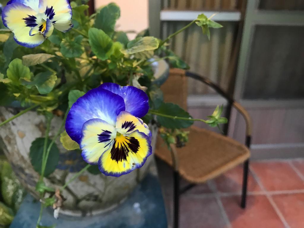 玉蟾園民宿 寵物友善 Yuchanyuan B&B Chishang Dış mekan fotoğraf